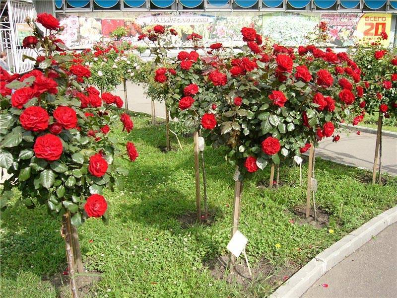 Штамбовые розы: посадка и уход. выращивание штамбовых роз, фото