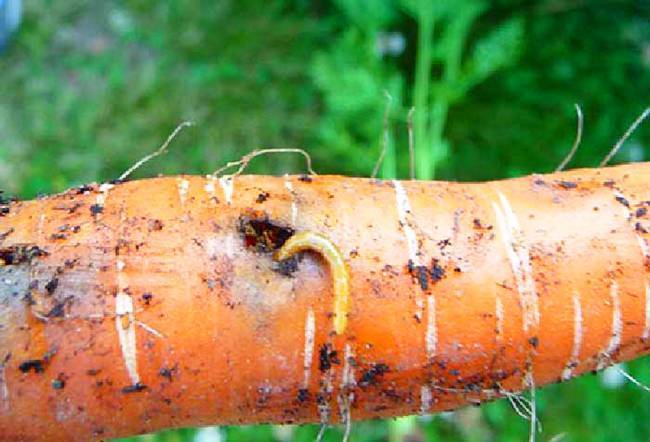 Как избавиться от проволочника в картошке: борьба на огороде, поле, дачном и садовом участке