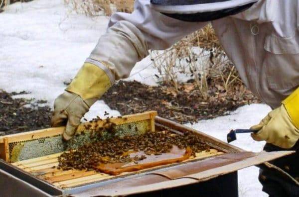 Подкормка пчел зимой: сиропом и медом в пакетах, канди, видео