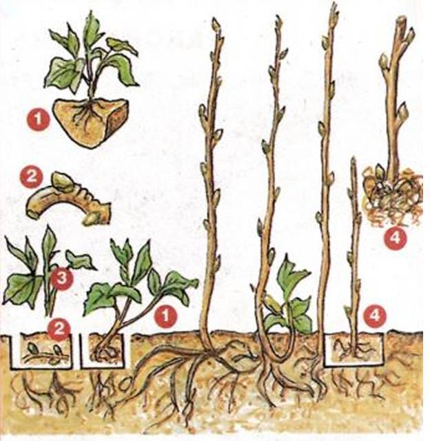 Малина: выбор сорта, выращивание, особенности ухода для повышения урожайности
