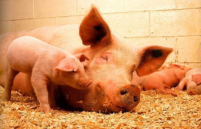 Все о породе свиней Ландрос: описание, характеристики, кормление и уход