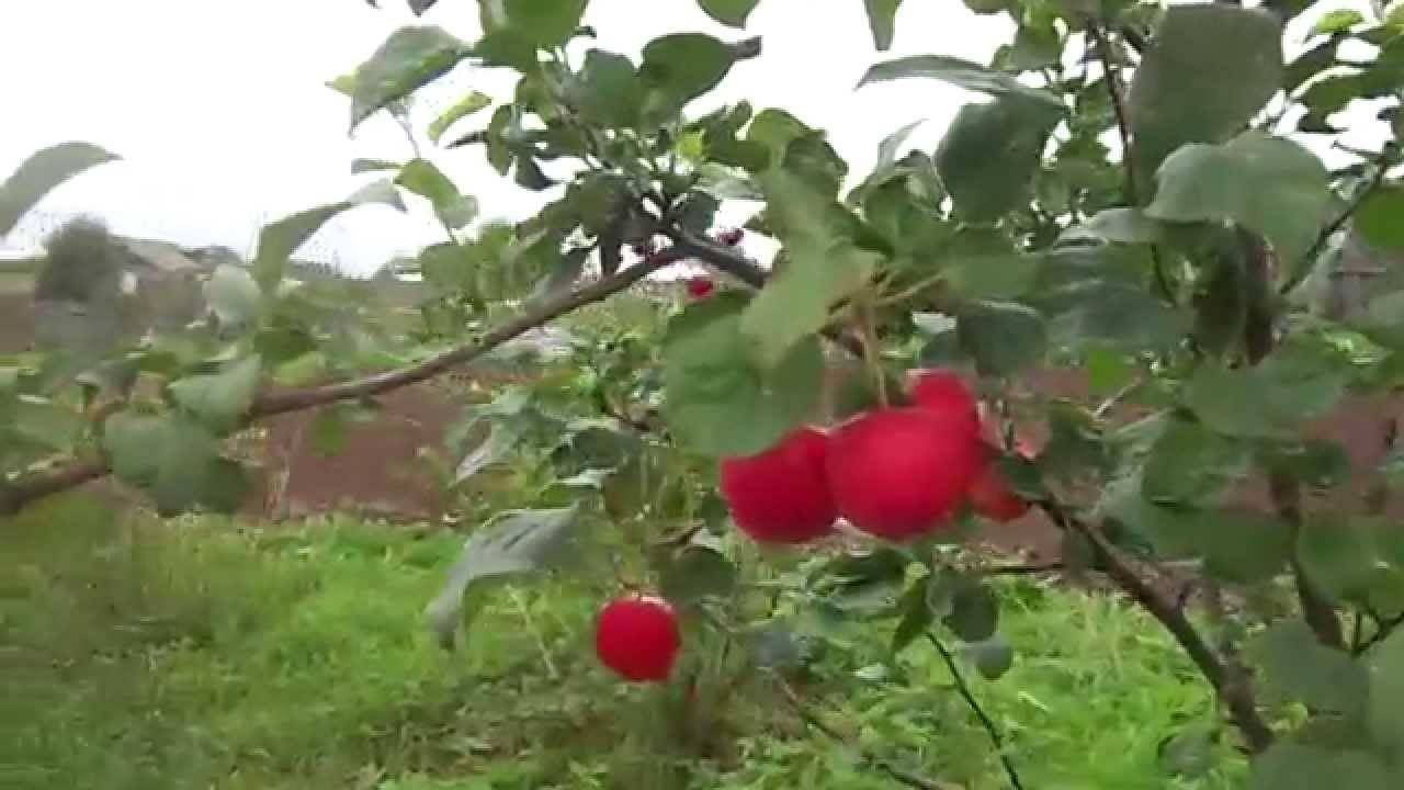 Плодовый сад и питомник
