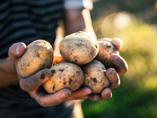 Картофель «серпанок»: описание сорта, фото и основные характеристики украинской картошки