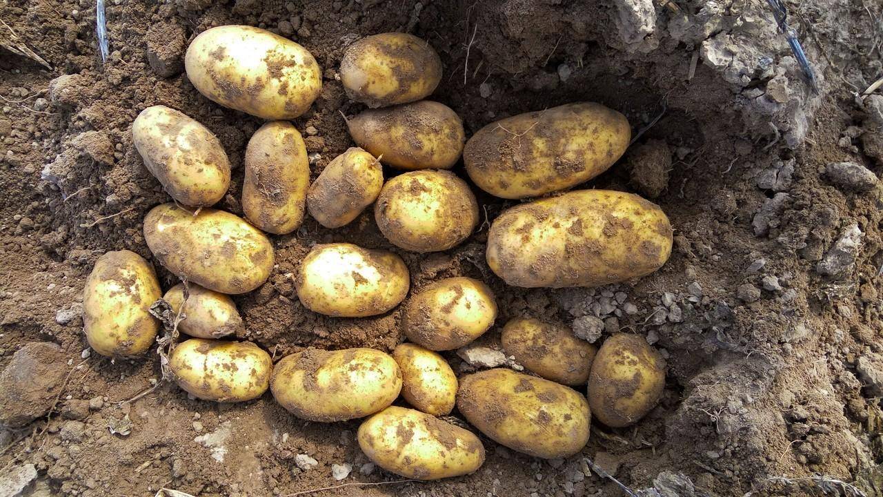 О картофеле Джувел: описание семенного сорта, характеристики, агротехника