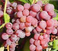 Виноград «рилайнс пинк сидлис»: один из наиболее морозоустойчивых сортов