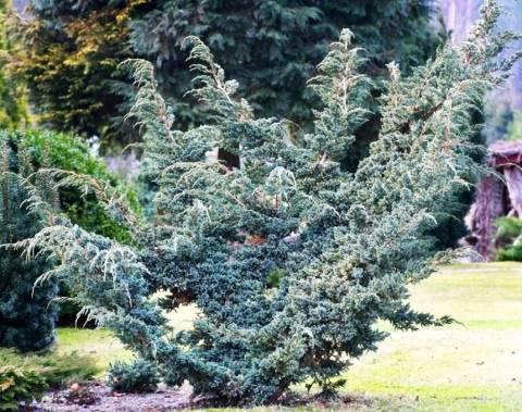 Можжевельник чешуйчатый мейери (juniperus squamata meyeri)