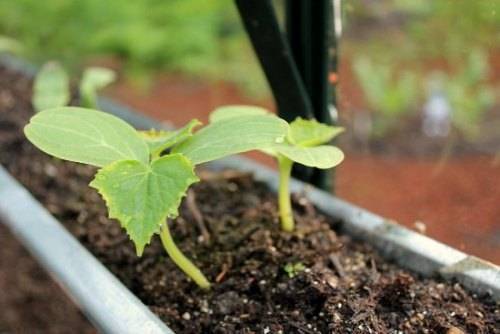 Выращивание огурцов: когда сеять рассаду для теплицы и парника. когда высевать семена огурцов на рассаду