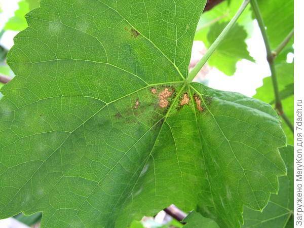 Какие болезни листьев бывают у винограда: признаки, описание с фото, лечение