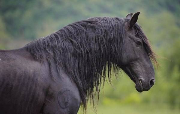 Карачаевская лошадь: преимущества и недостатки содержания