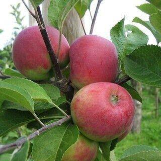 Яблоня вишневое: описание сорта, фото, отзывы садоводов