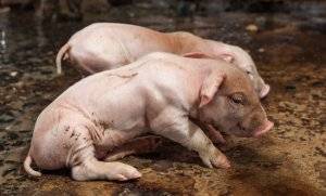 Как выглядит рожа у свиней: чем ее лечить и насколько она опасна