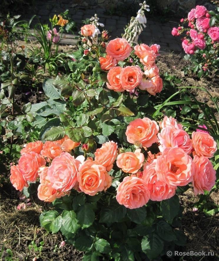 О лучших сортах розы renaissance: изабель, ghita, амелия, бонита, каприция, клер
