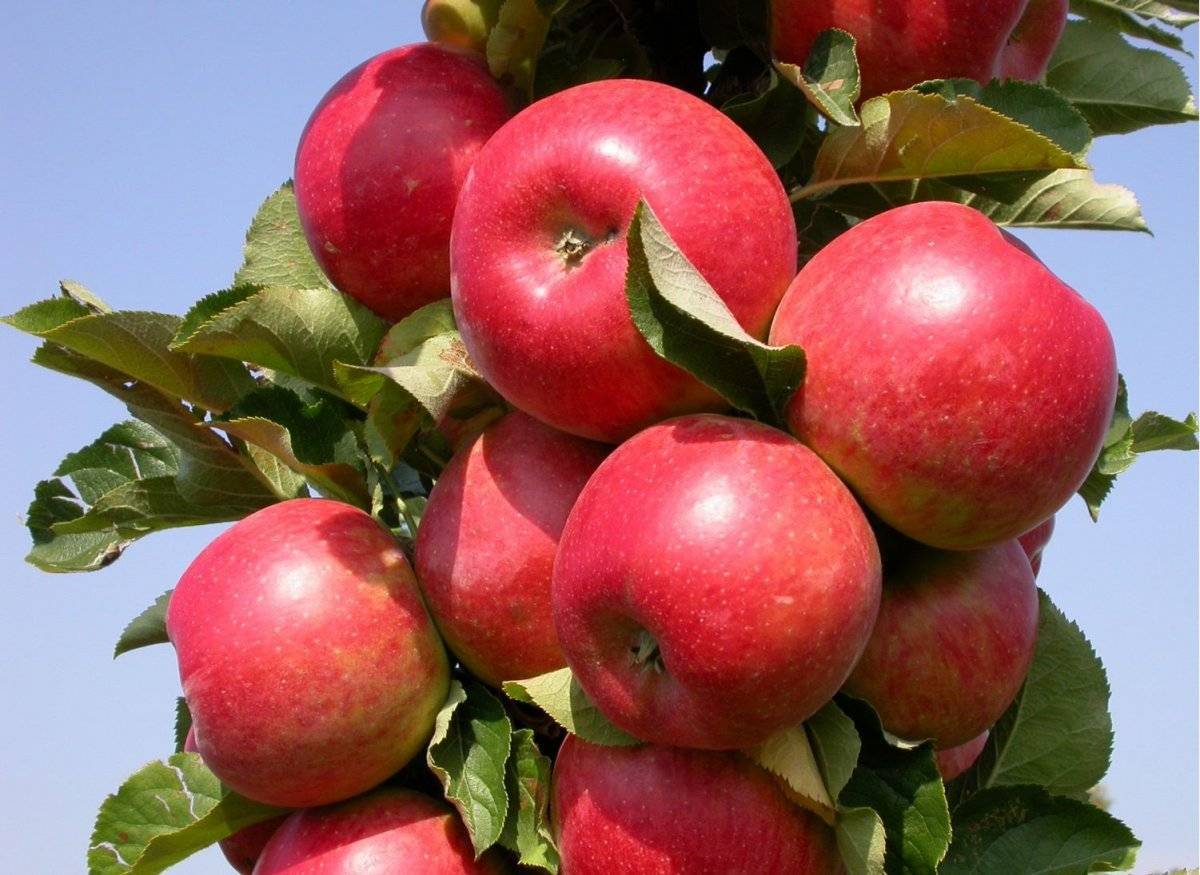 Характеристики яблони колоновидной