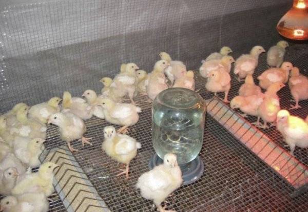 «йодинол» для цыплят: инструкция по применению