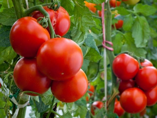 Можно ли сажать после помидоров на следующий год снова томаты, будут ли расти перец, огурцы, капуста, что еще возделывают на той же грядке, таблица севооборота