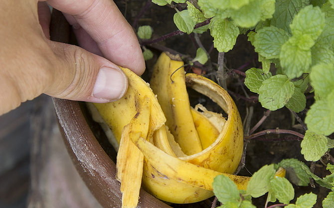 Удобрение из банановой кожуры: как сделать подкормку для огорода из шкурки банана? для каких растений можно использовать корки в качестве удобрения?