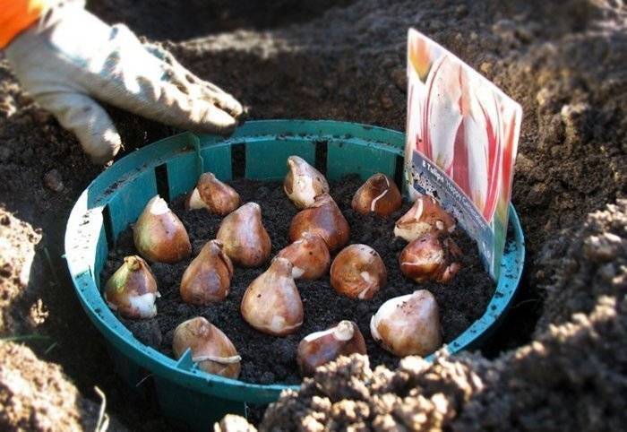 Можно ли сажать тюльпаны весной и когда высаживать их в грунт?