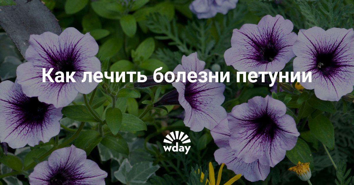 Что такое мучнистая роса и почему она появляется на петунии? как бороться с недугом?