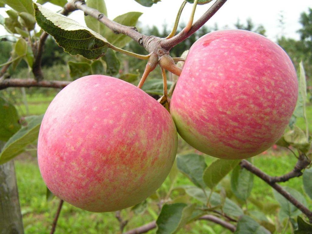 Секреты выращивания яблони сорта мечта - общая информация - 2020