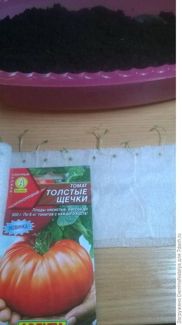 Томат толстой