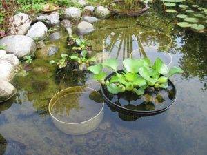 О водном гиацинте (посадка и уход за водяным гиацинтом, содержание эйхорнии)