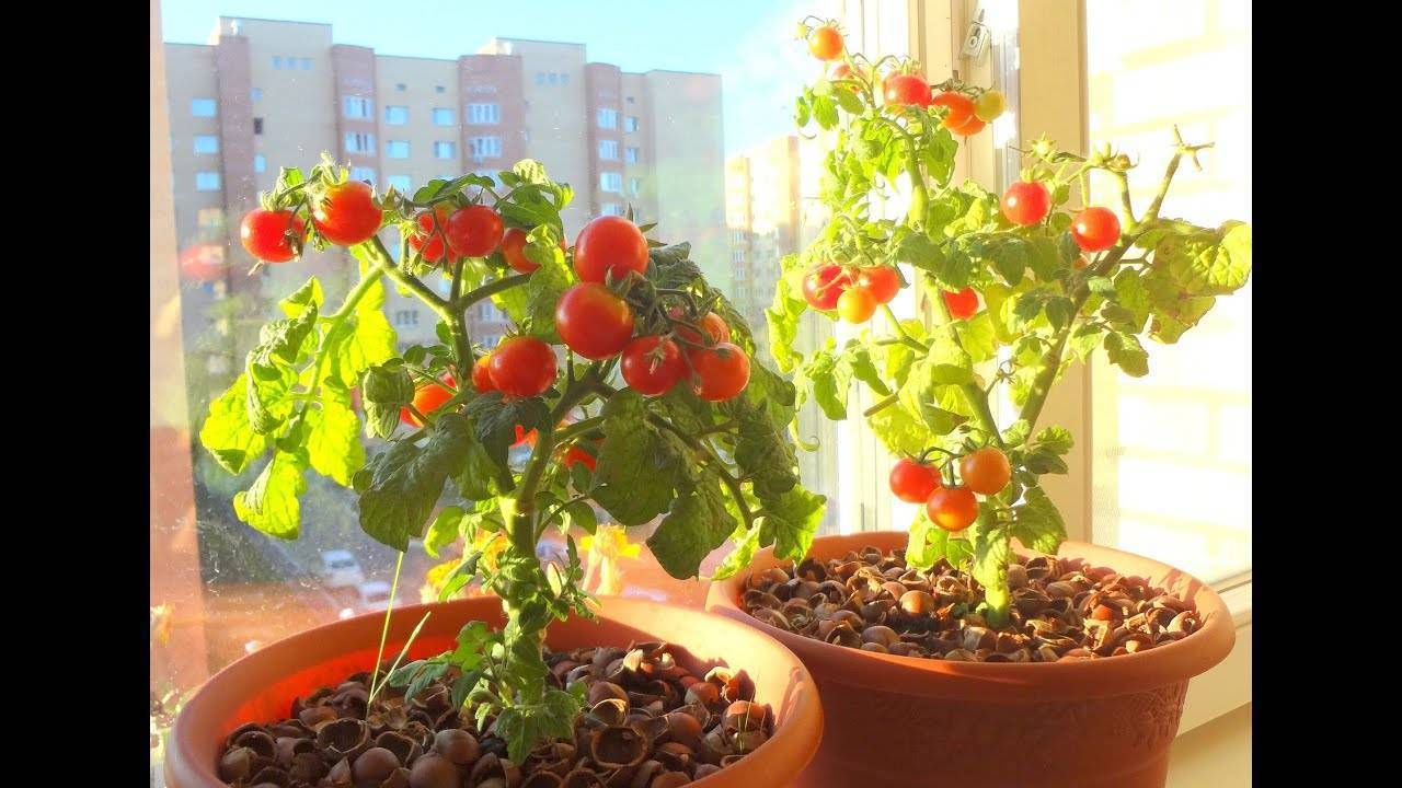 Как часто и правильно поливать томаты в домашних условиях и в открытом грунте