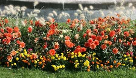 Все о садовых однолетних цветах: название, описание, как посадить и вырастить