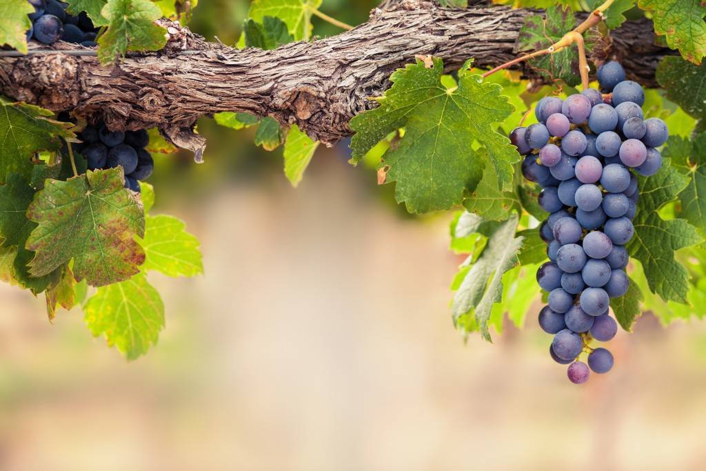 Чем обработать виноград весной после открытия - самые эффективные средства