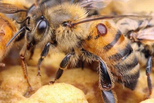 Какими методами лечить варроатоз у пчел весной?