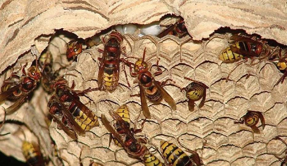 Как избавиться от ос на даче – проверенные способы борьбы с насекомыми