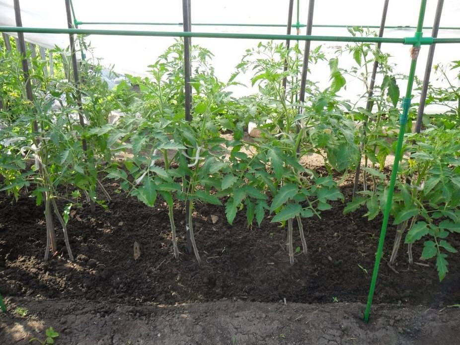 Как сажать помидоры по 2 в одну лунку, правила высадки куста томатов по два в лунке