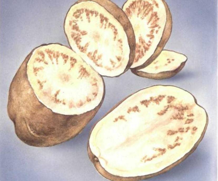 Болезни картофеля: фото и краткое описание