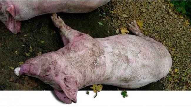Красные пятна на ушах у свиней. самые распространенные болезни у свинок — симптомы и лечение