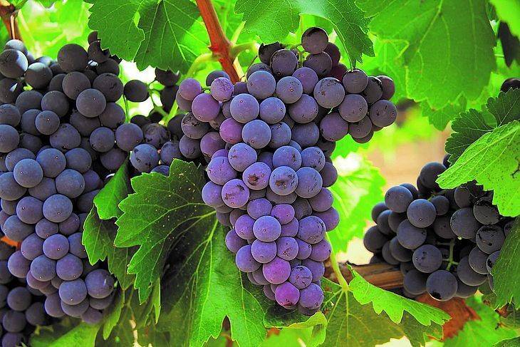 Чем обработать виноград весной после открытия - самые эффективные средства