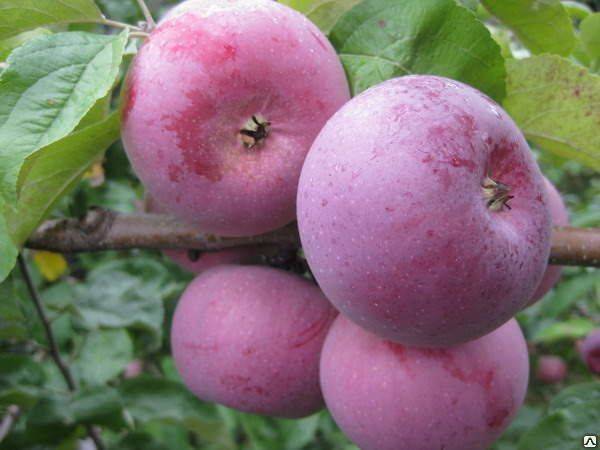 Описание и особенности сорта яблок энтерпрайз