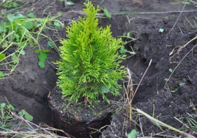 Как посадить тую в открытый грунт: технология выращивания