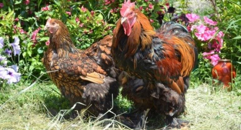 Кокцидиоз у цыплят: симптомы и лечение в домашних условиях