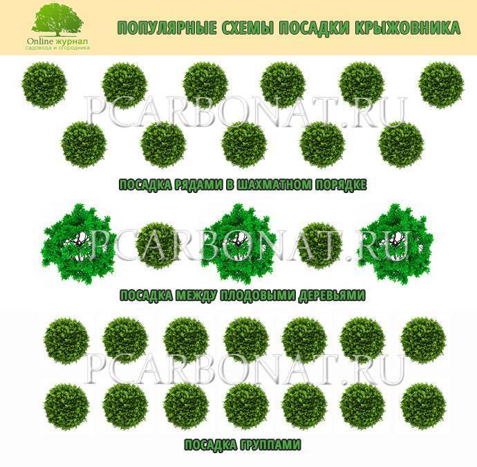 Крыжовник расстояние. Схема посадки крыжовника. Схема посадки кустов смородины. На каком расстоянии сажать крыжовник от смородины черной. Схема посадки кустарника крыжовника.