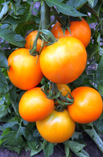 Персик: описание сорта томата, характеристики помидоров, посев