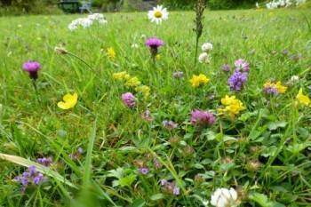Какой газон лучше посадить на даче: описание и виды трав