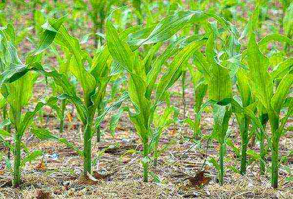 Как сажать семенами кукурузу в открытый грунт - простые правила подготовки и посадки
