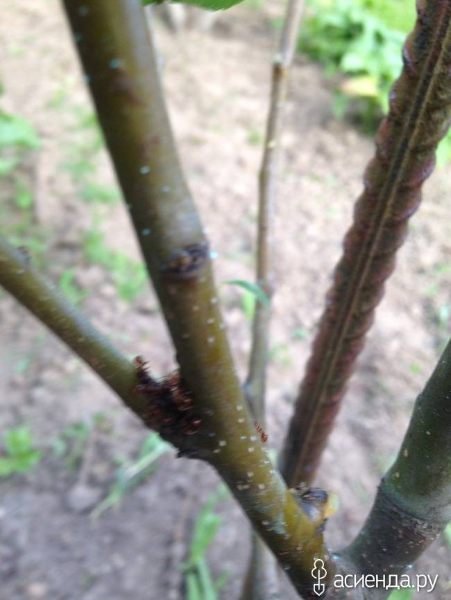 Как бороться с муравьями на деревьях в саду