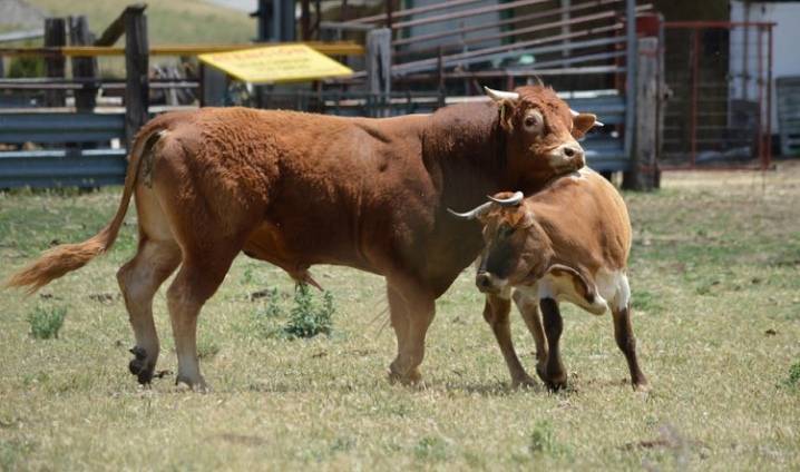 Сроки осеменения коров после отела - воспроизводство стада крупного рогатого скота