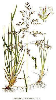 О луговых травах: названия, разновидности, как выглядят, описание растений