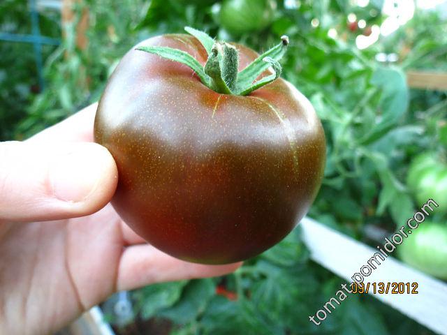 Описание лучших сортов черных помидоров для открытого грунта и теплицы