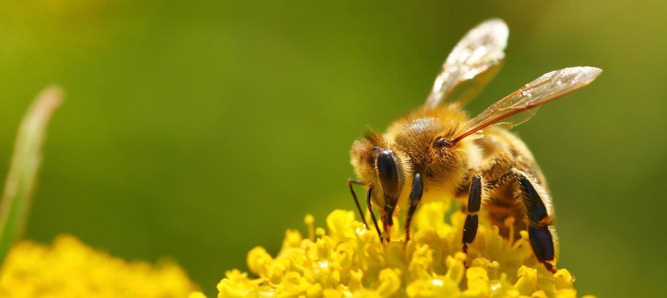 Горный мед – все особенности разнотравья, лучшие рецепты для здоровья и красоты
