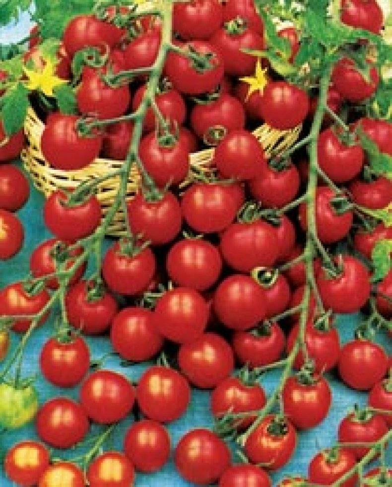 Уникальный сорт томата «черная гроздь» для любителей экзотики: описание, характеристика, посев на рассаду, подкормка, урожайность, фото, видео и самые распространенные болезни томатов