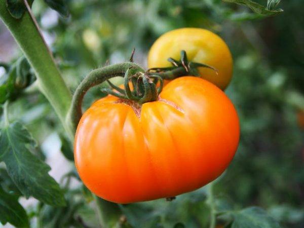 Томат "шапка мономаха": описание сорта, характеристика и фото помидоров