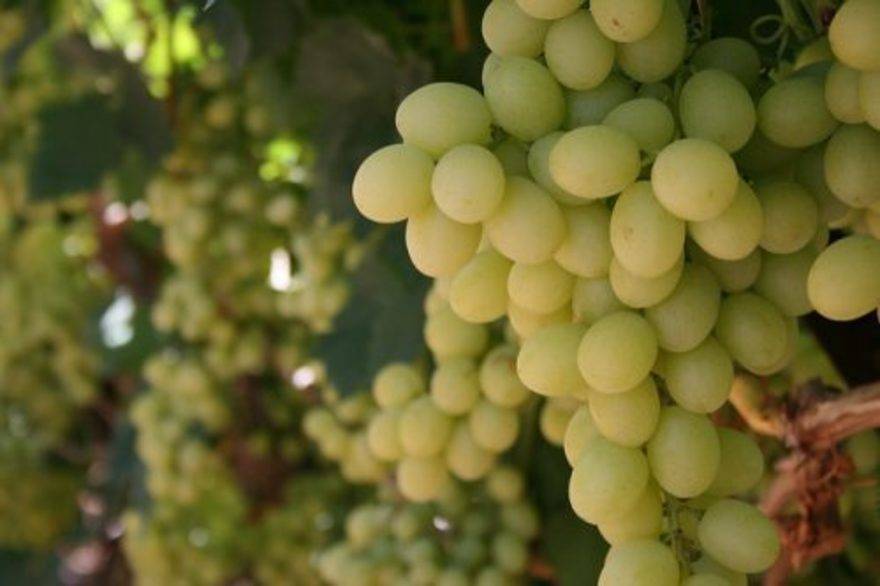 О винограде цитронный магарача: описание и характеристики сорта, посадка и уход