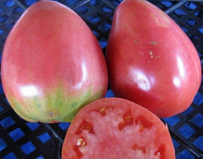 О томате Грибовский: описание сорта, характеристики помидоров, посев